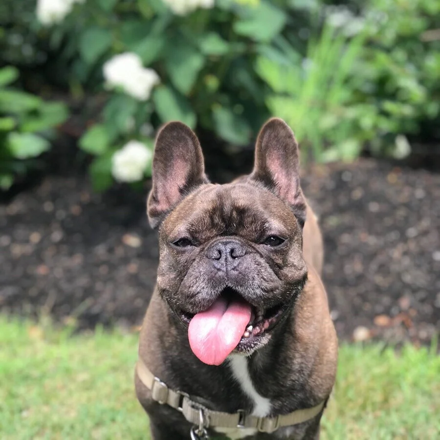 Lucky Lucy s PetsLucky Lucy s Pets lucky-lucy-s-petslucky-lucy-s-pets