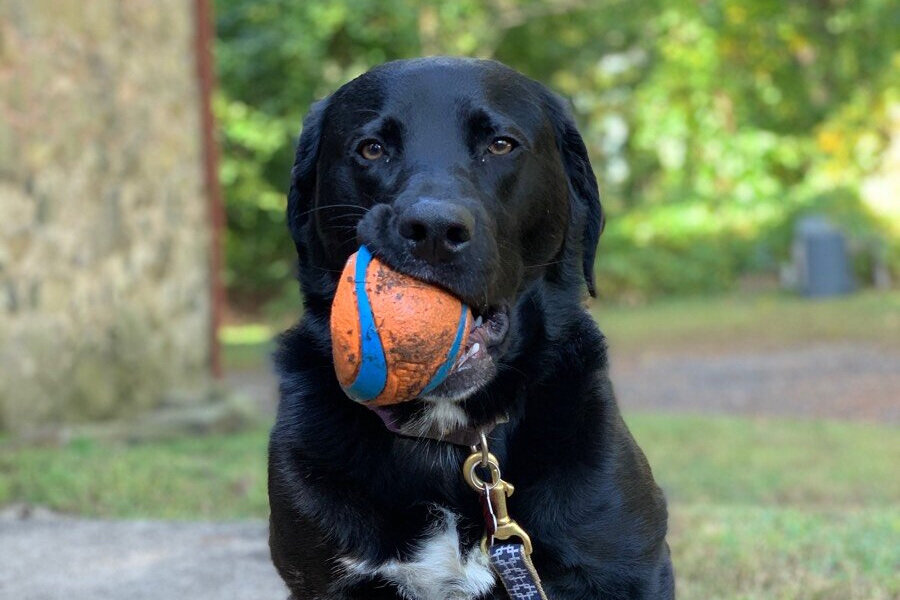 Lucky Lucy s PetsLucky Lucy s Pets lucky-lucy-s-petslucky-lucy-s-pets