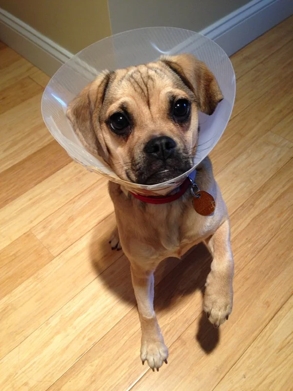 charleypugconemedford.jpg