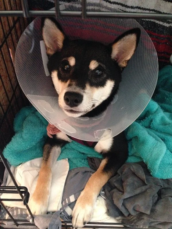 charleyshibamedfordcone.jpg