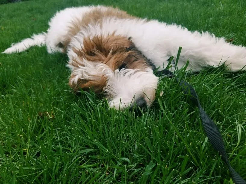 Colby_Bernadoodle 2_Medford.jpg