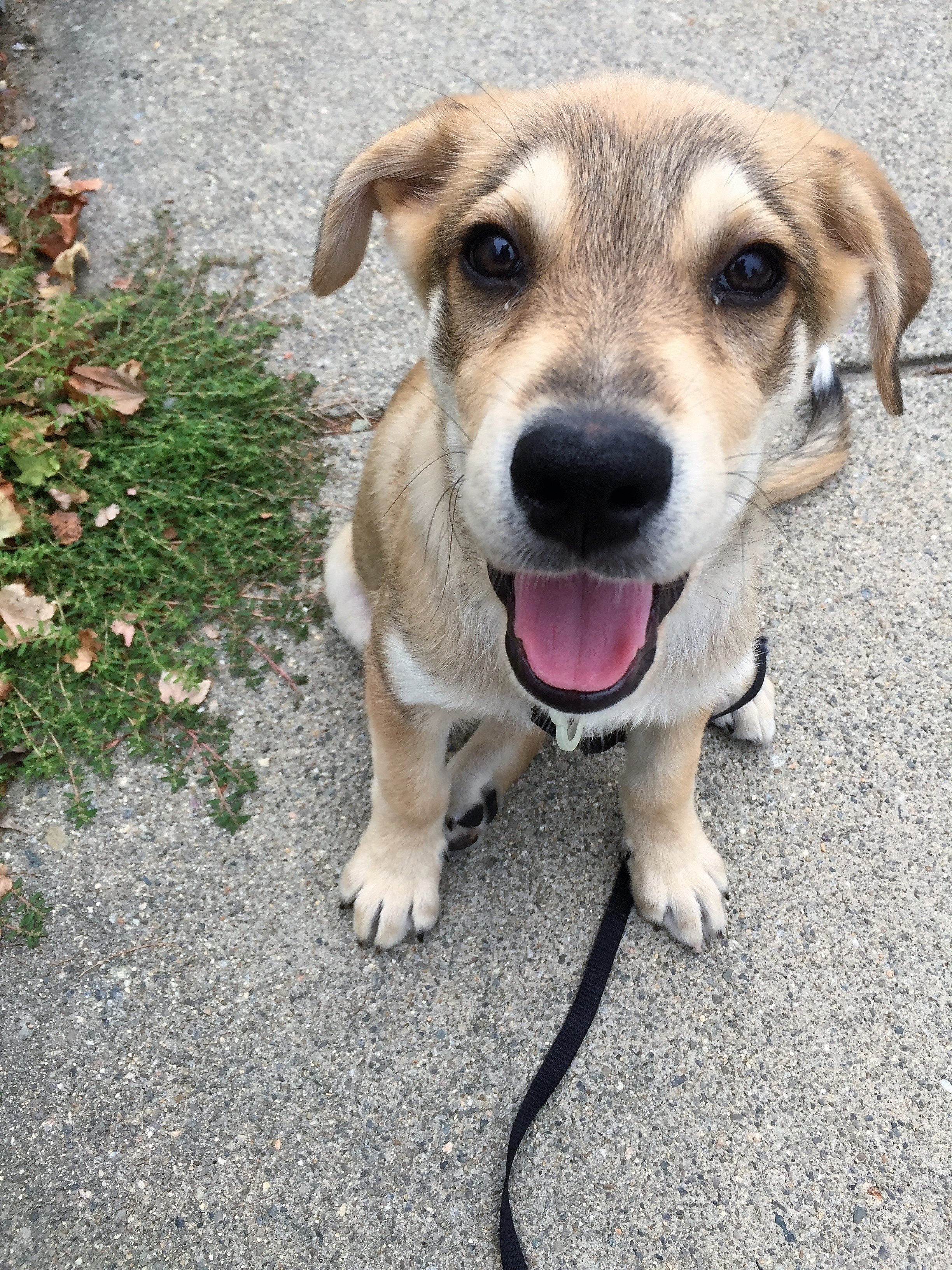 Dooley_Lab Mix_New Pack Member 2.jpg