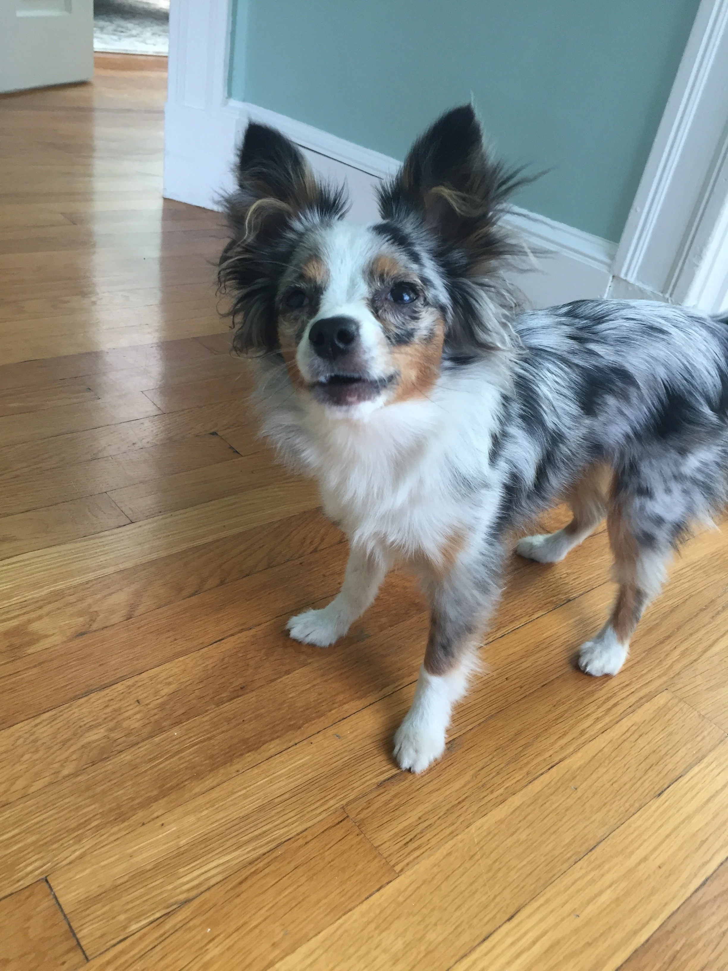 Lola - Medford MA.jpg