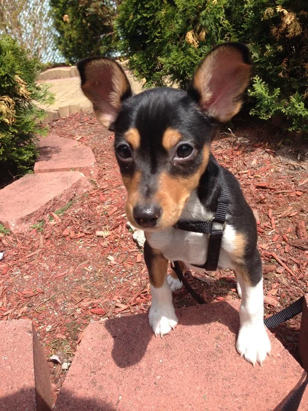 turnermedfordpuppy.jpg