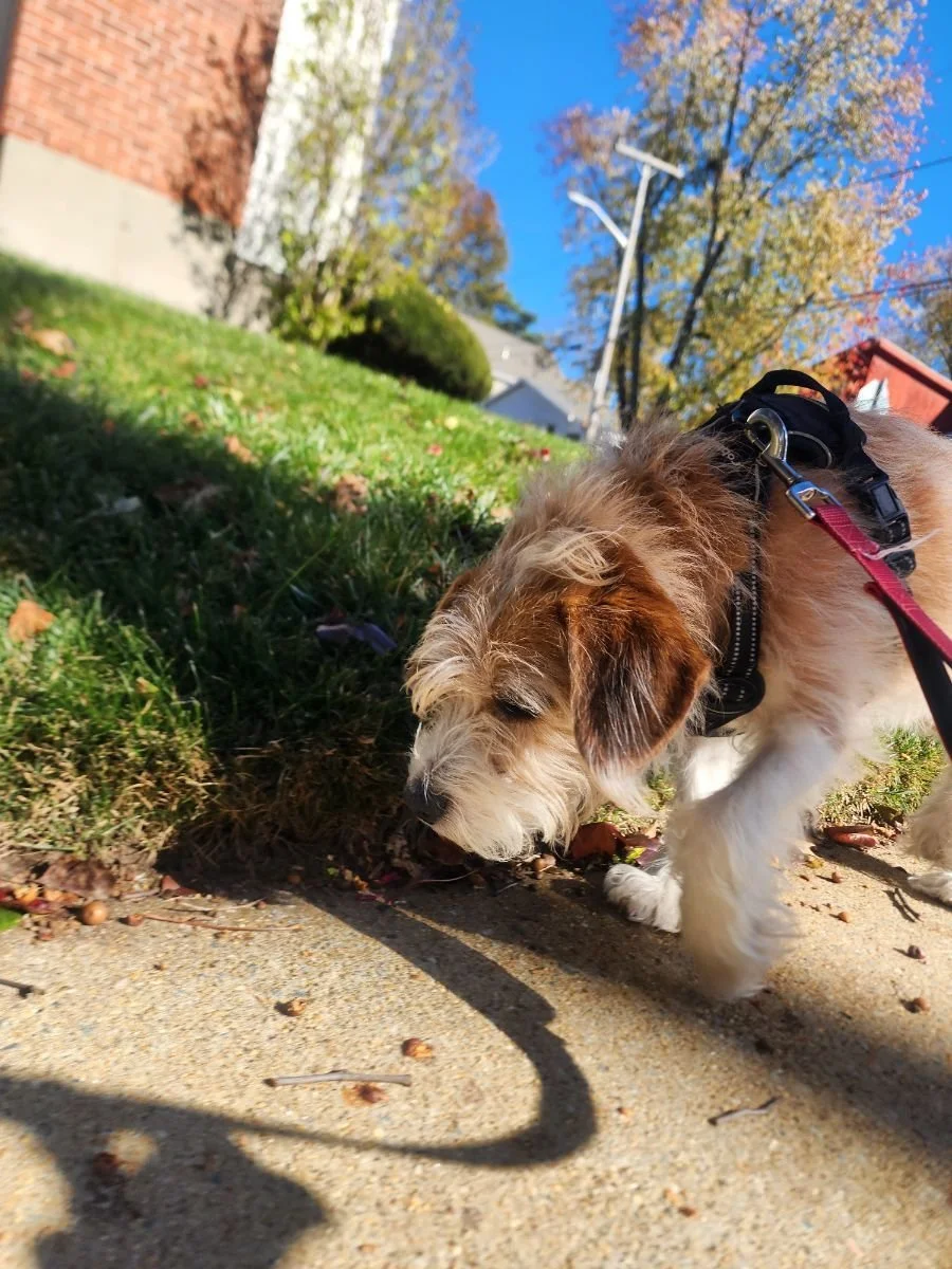 20251104_115346.jpg