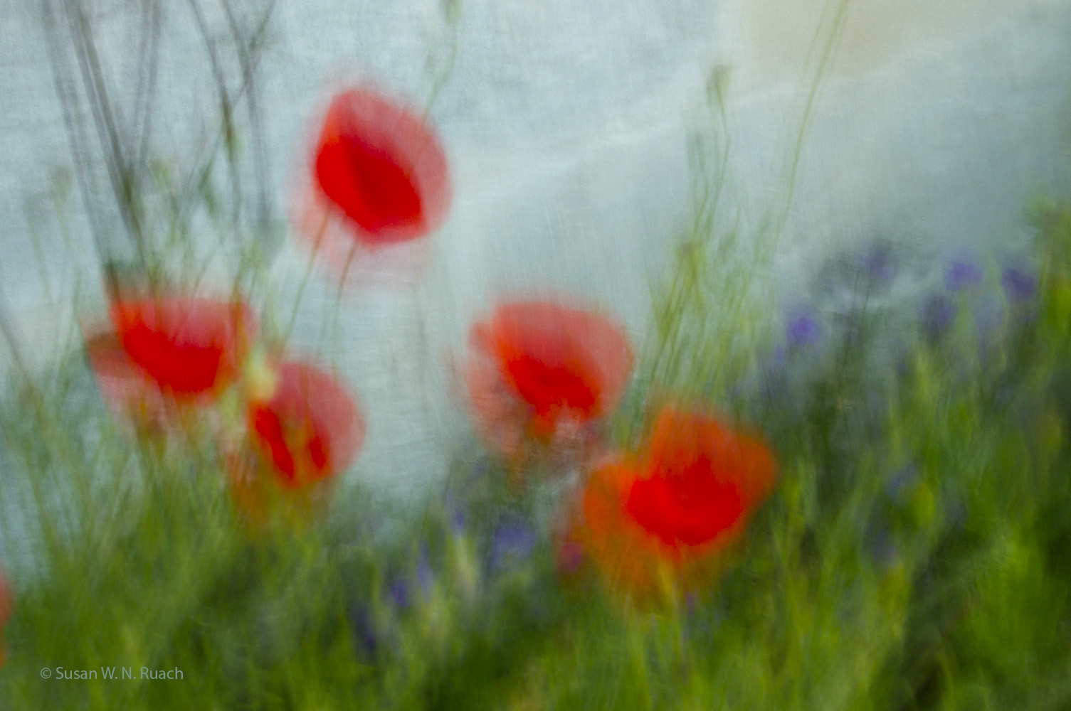 Monet's Poppies
