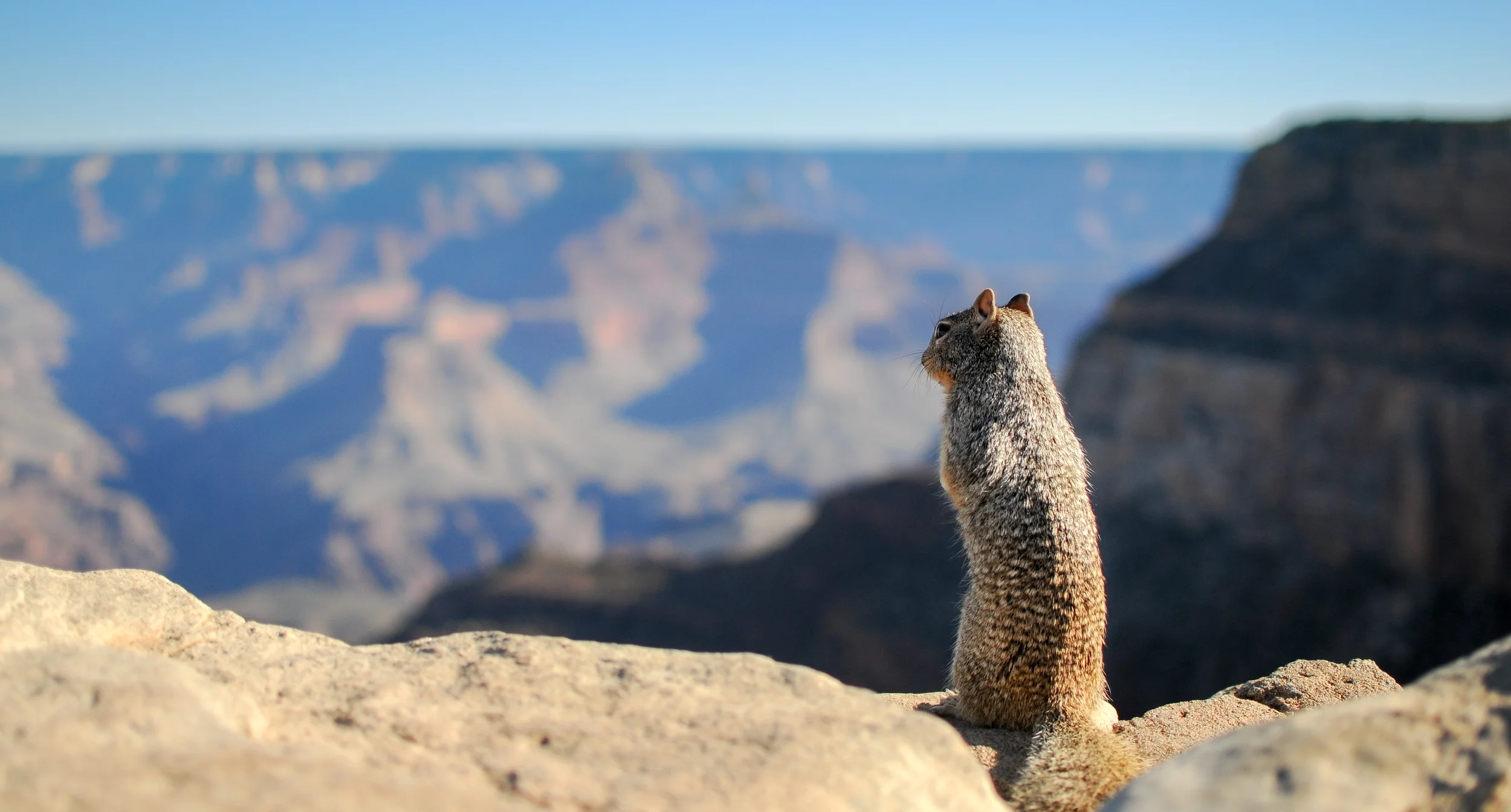 landscape-animal-mountain-top.jpg