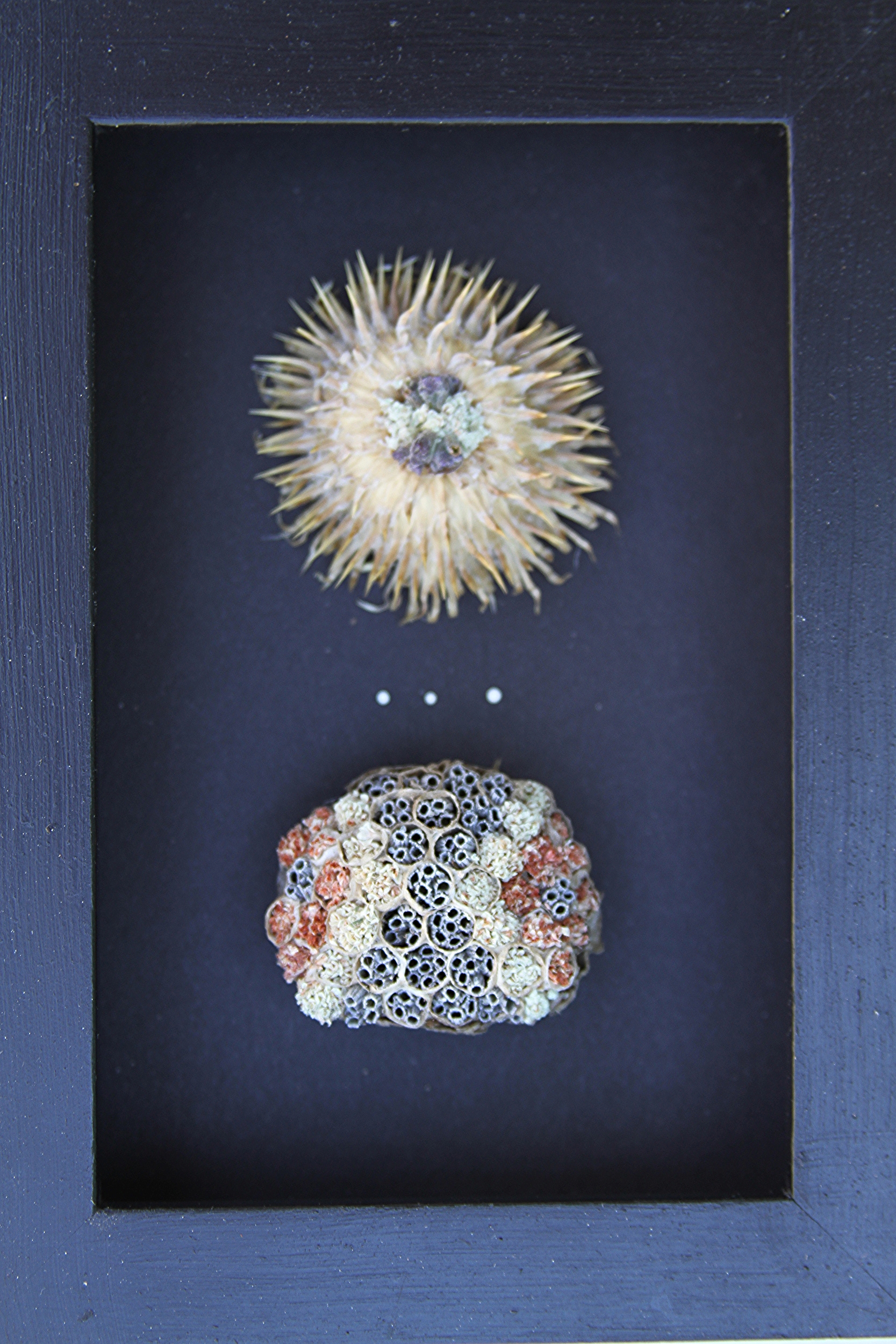 URCHIN HIVE