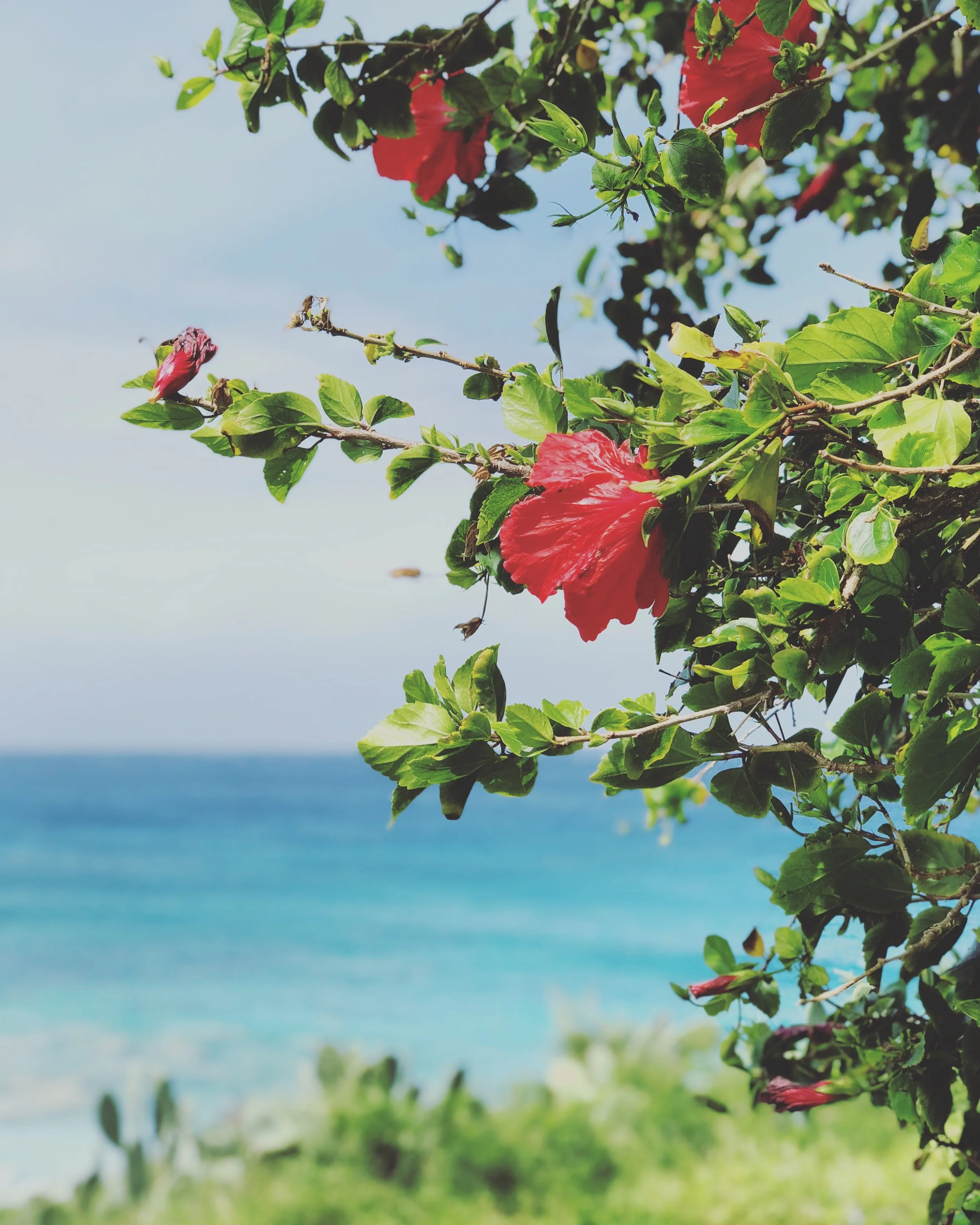 Colors of Maui on the Kapalua Bay Coastal Trail