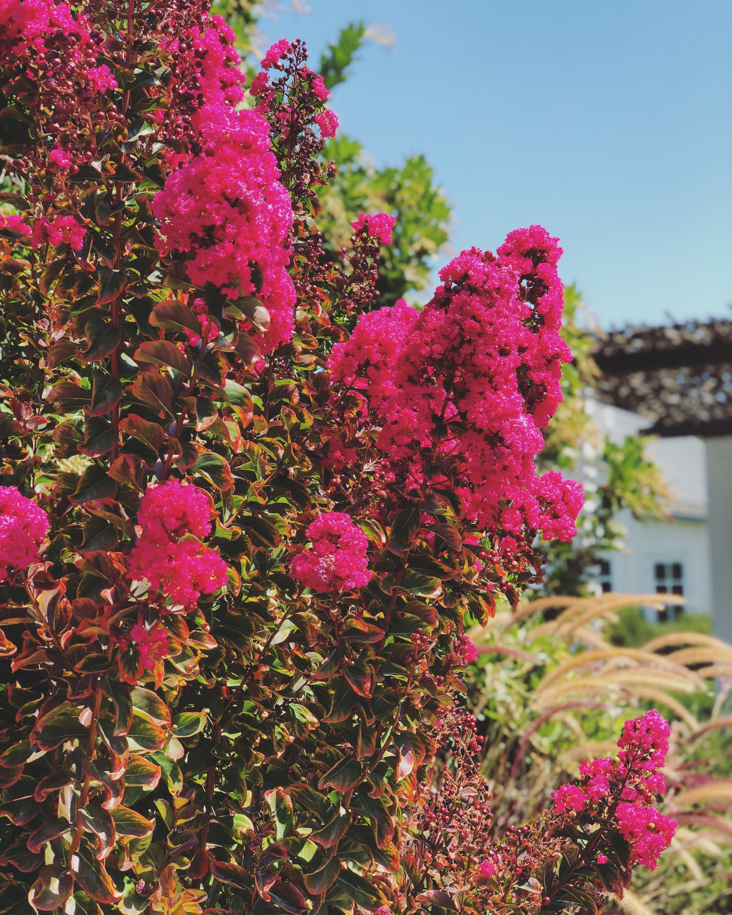 Gorgeous landscaping on the luxurious Solage premises, hope to stay here another visit !