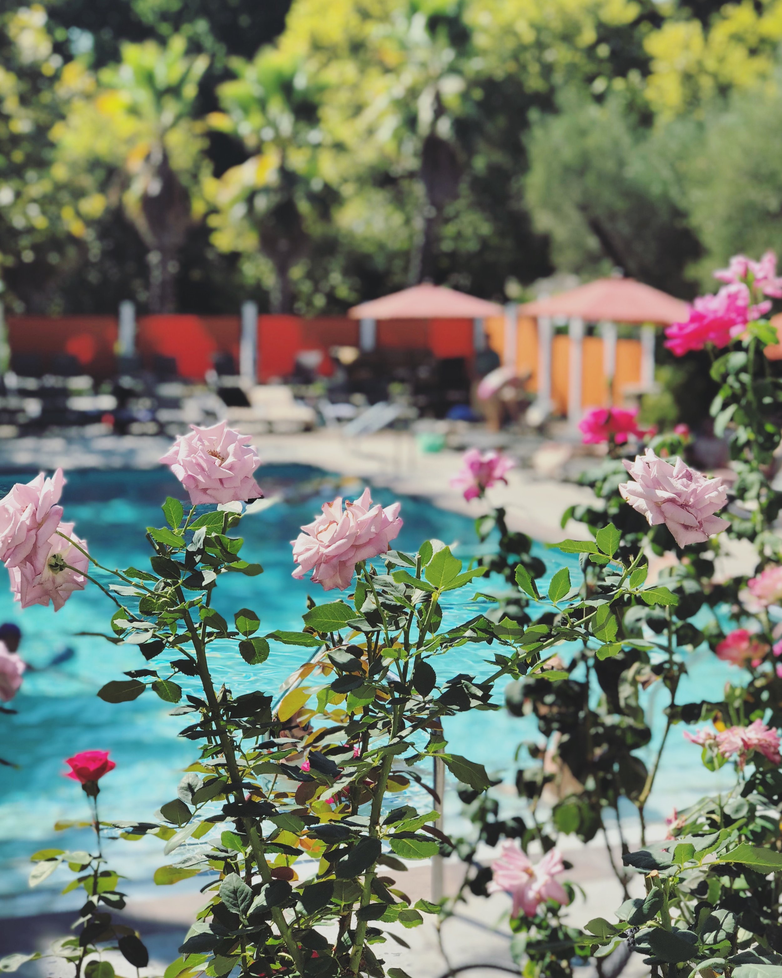 Flowers surrounding the smaller “adult” pool