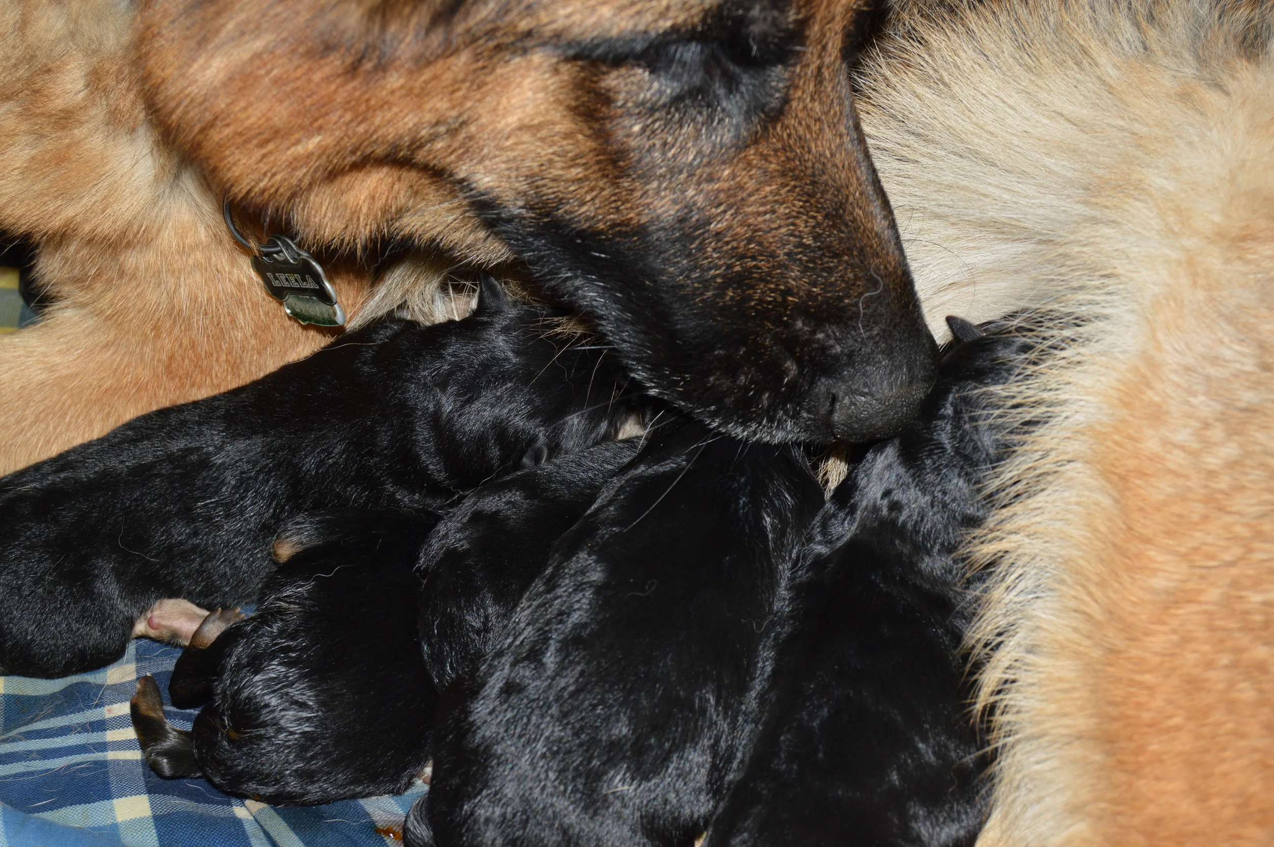 Jayden (affectionately called Leela) is a wonderful mom to her new puppies.
