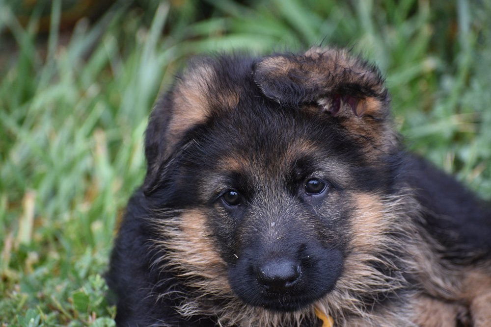 AKC Registered German Shepherd Puppies — Casimir German Shepherds