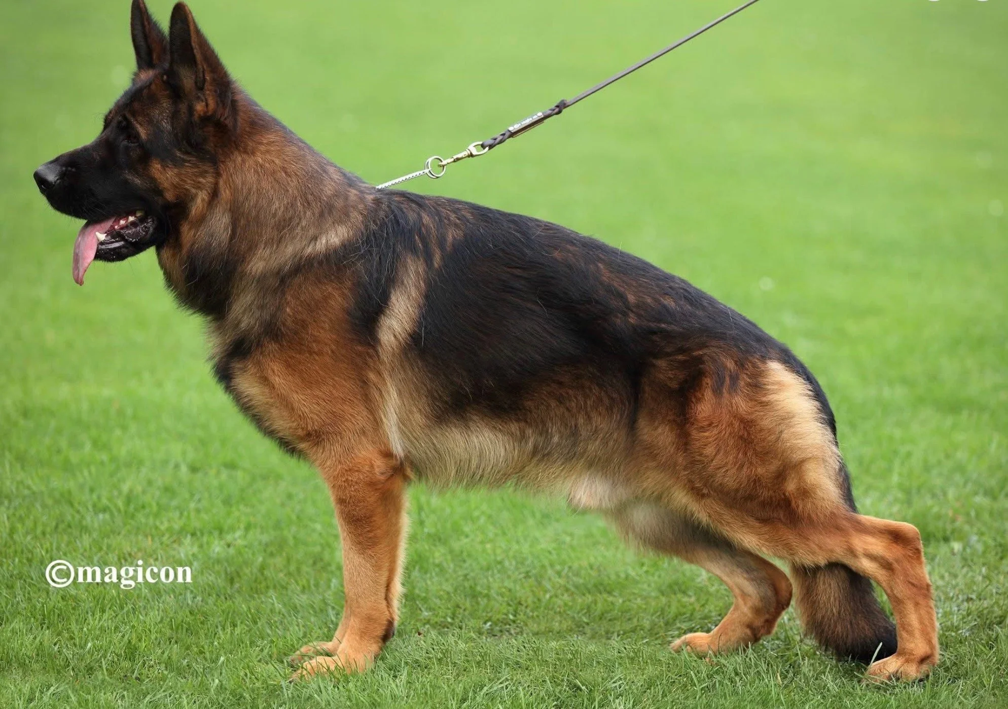 Yack-Sharan vom Gamsetal.jpeg