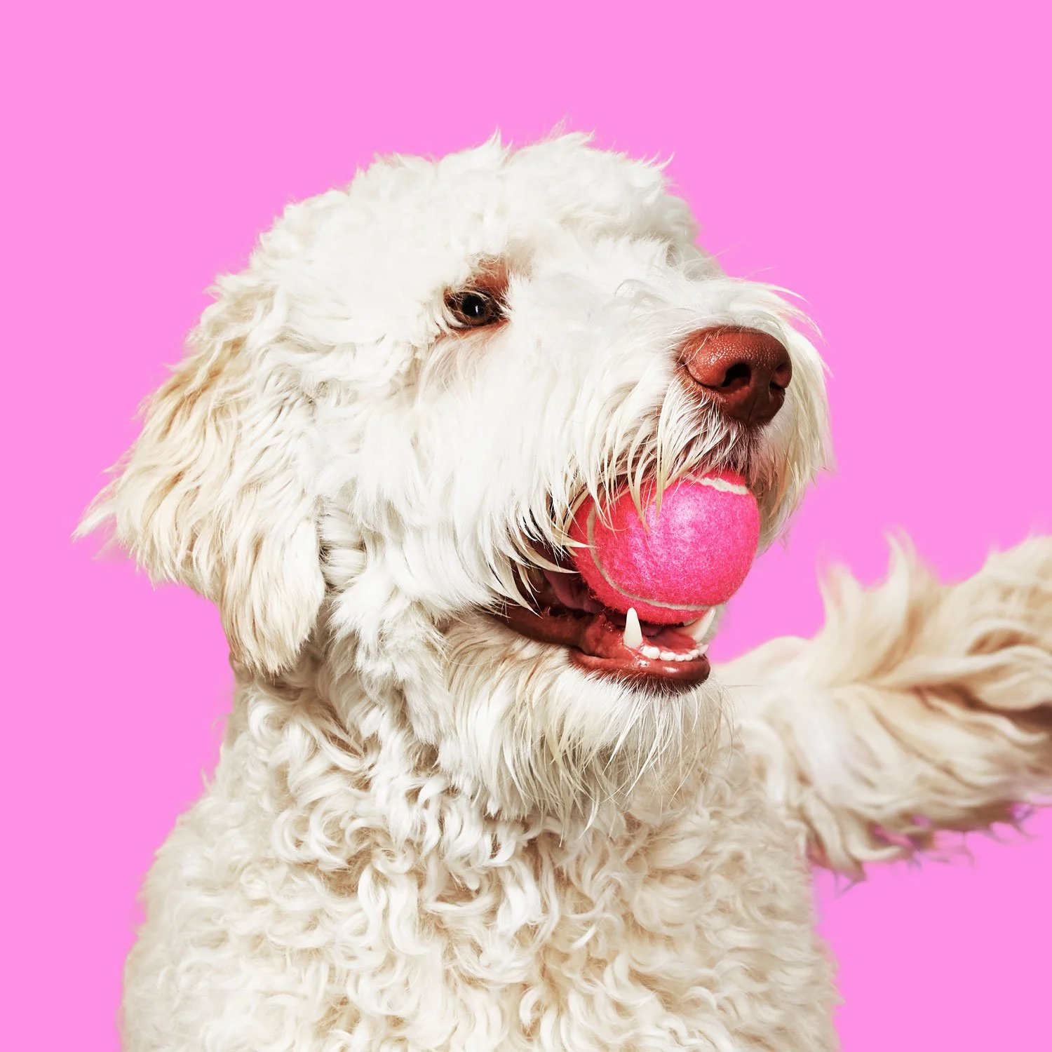 Commercial photography of a dog with a tennis ball in its mouth