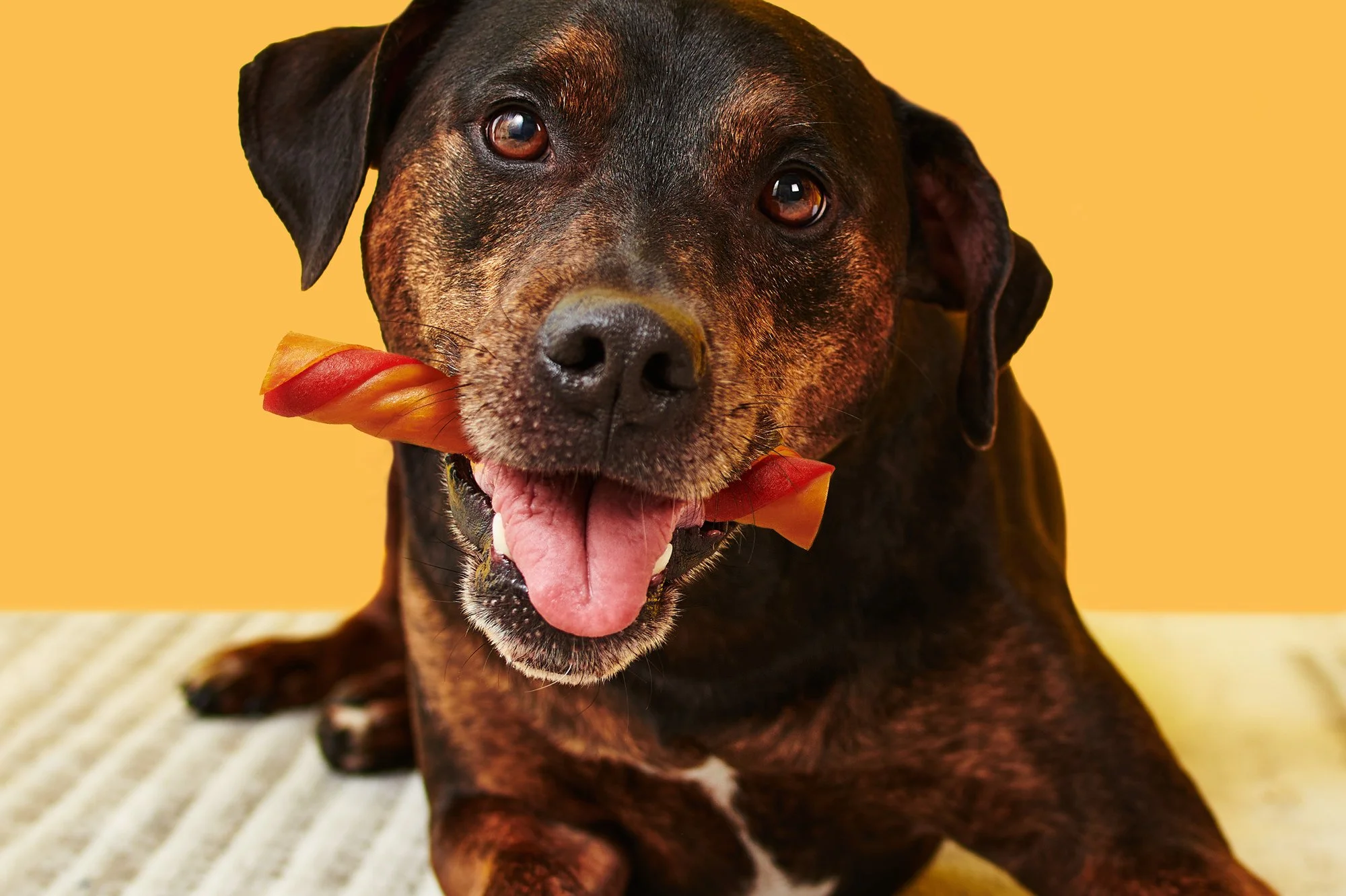 Commercial photography of a dog with a treat in its mouth