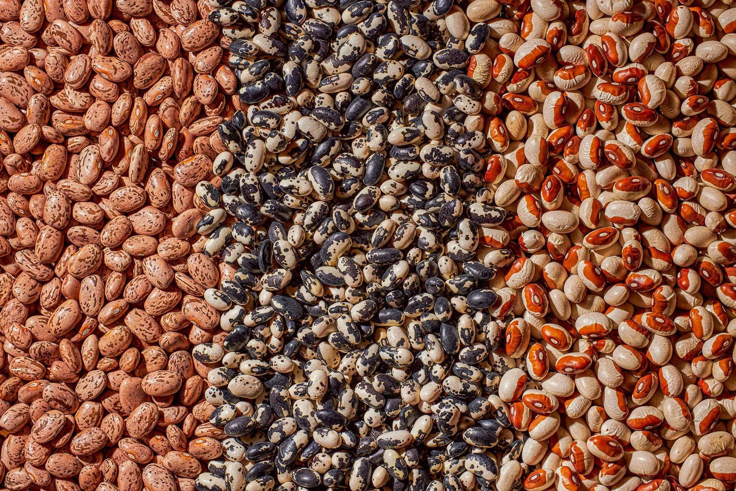 editorial food photo of dried heirloom beans / shot by commercial food photographer Ali Redmond