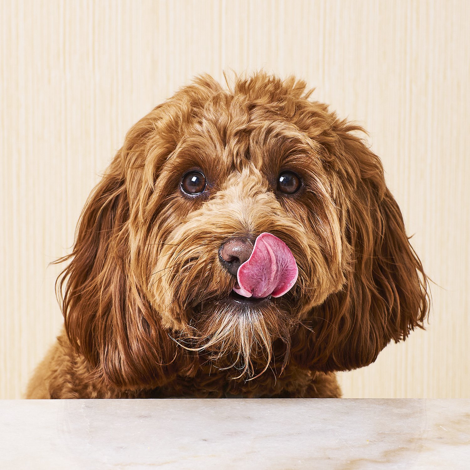 Commercial photography of a dog licking its lips