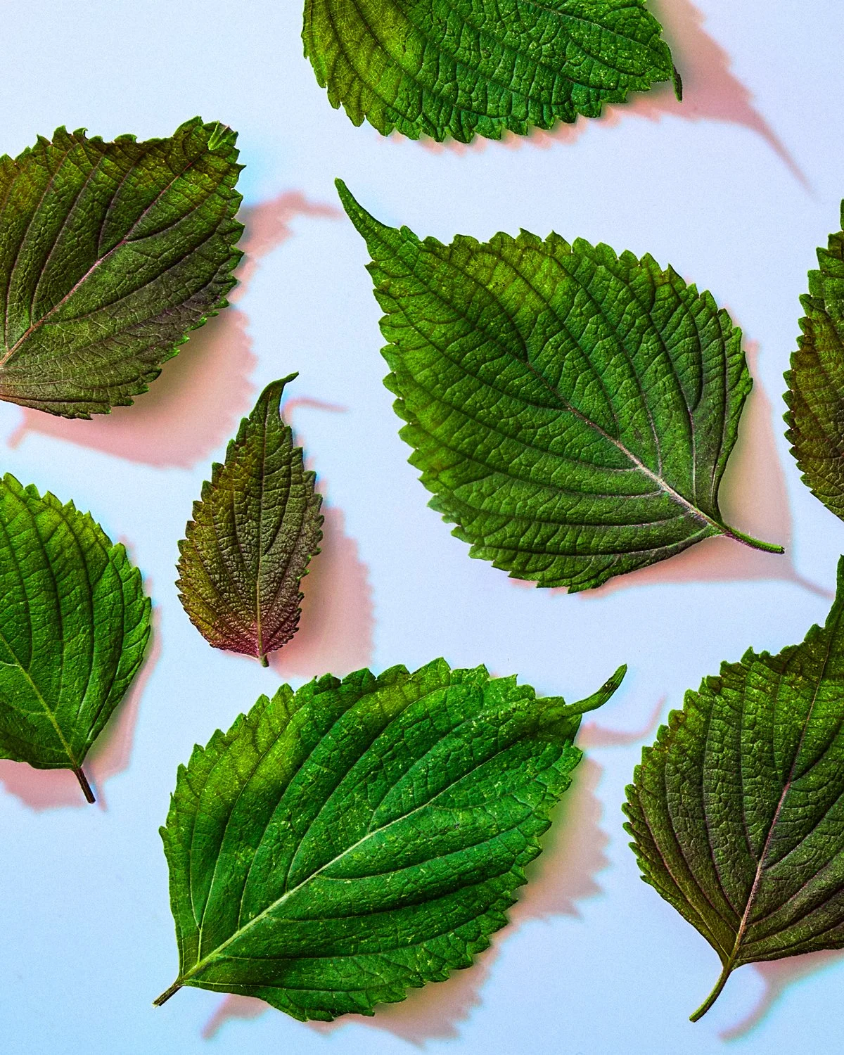 ali-redmond-photo-shiso.jpg