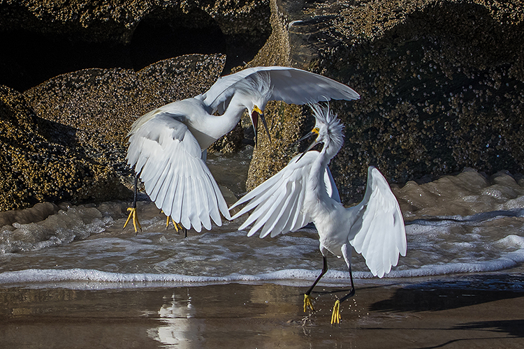 snowy-egrets-2-750.jpg