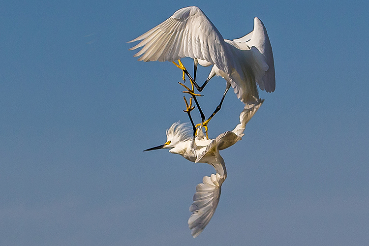 snowy-egrets-750.jpg