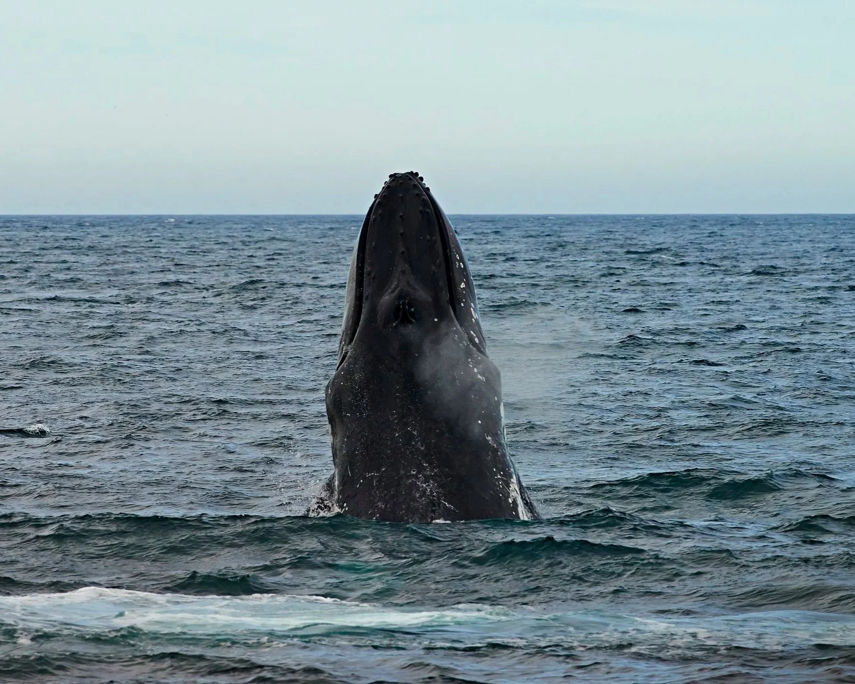 A whale breaches the ocean surface with its head and upper body visible, surrounded by water and overcast sky in the background.