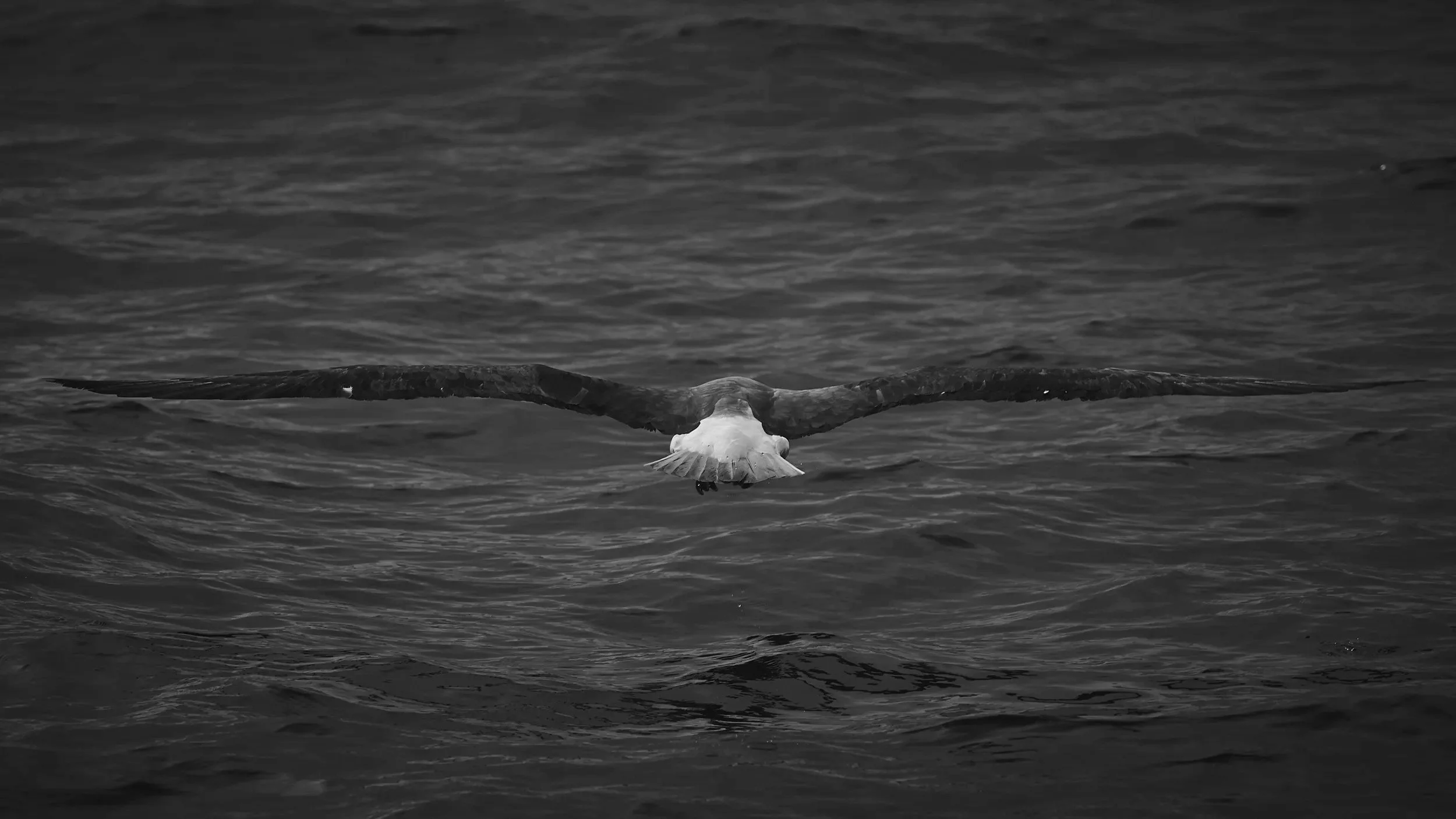 A seagull flying over dark water with its wings spread wide.