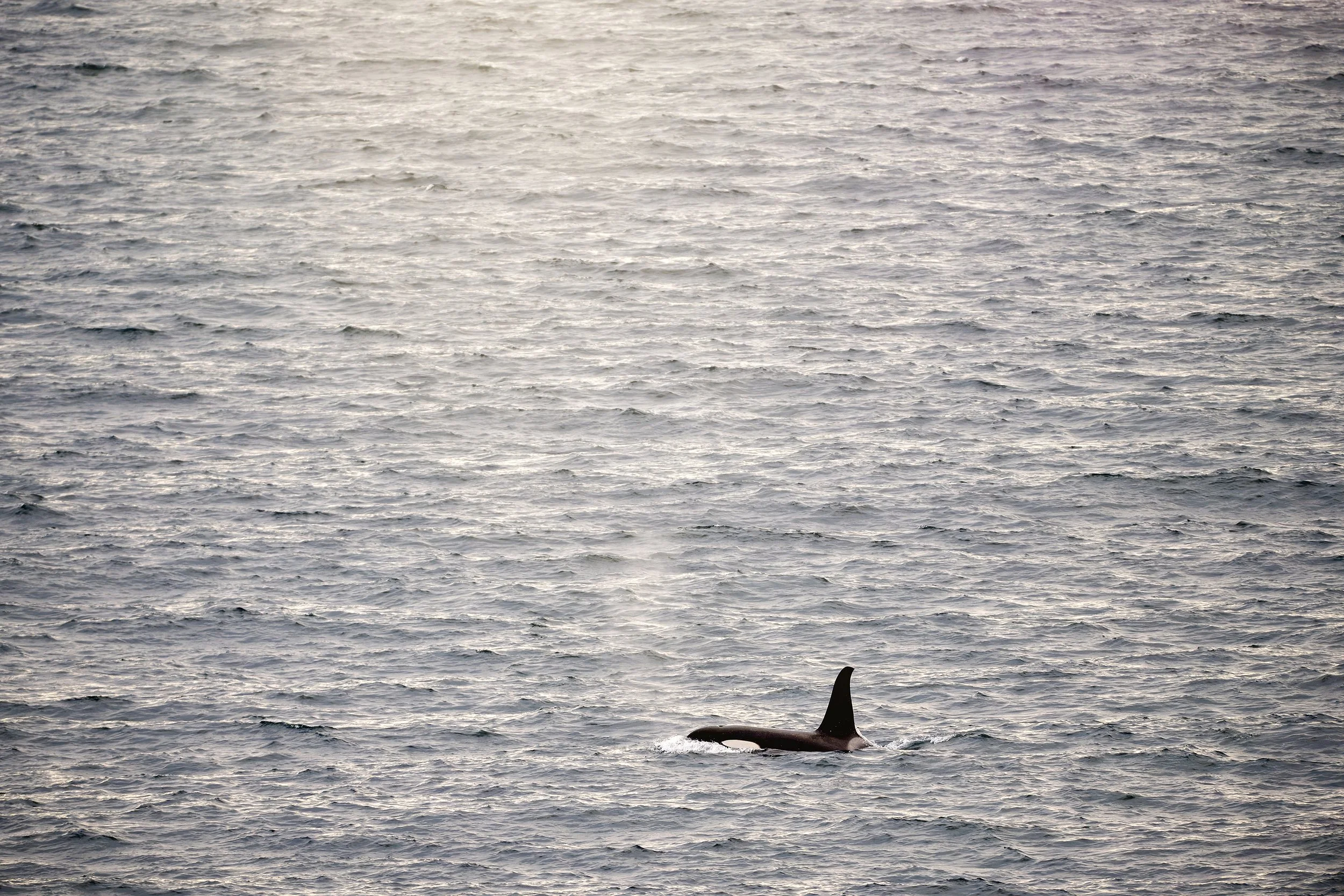 20260529_ORCA_LMOORE-SSAVER.jpg
