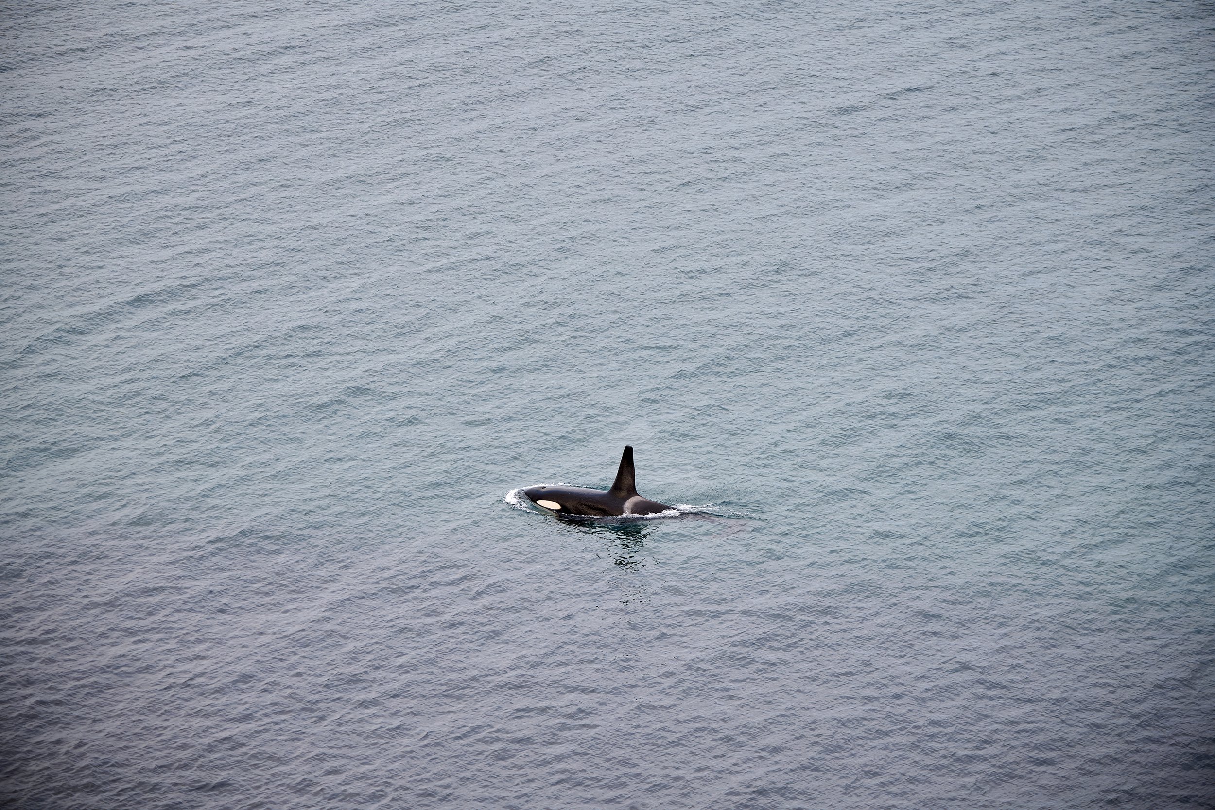 20260529_ORCA_LMOORE-0010_LR.jpg
