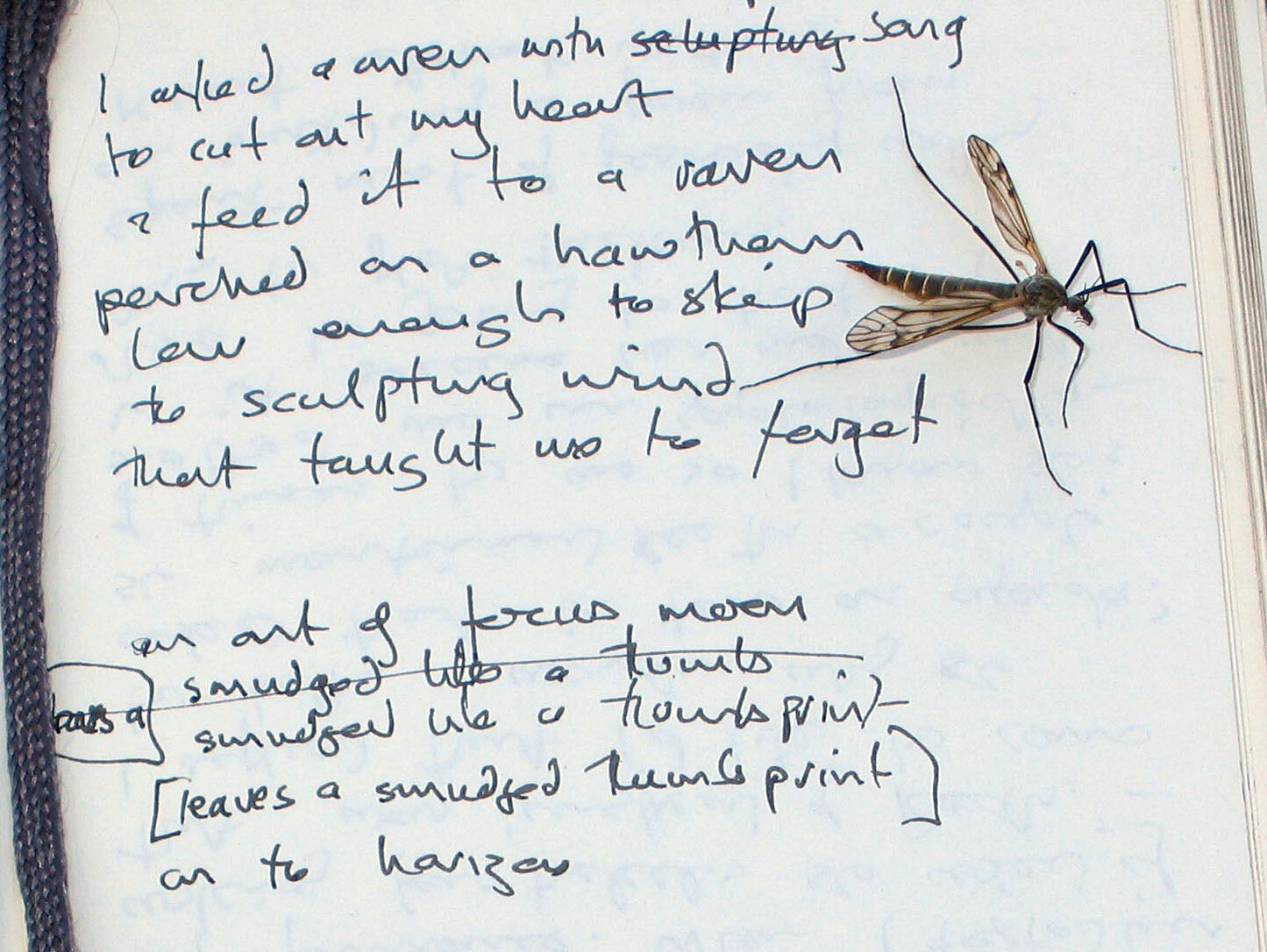  While Mr Pickard was cowering behind a draughty limestone dyke on Blackfell, a ‘dandy longlegs’ clung to his journal, sheltering from a 40mph wind. 