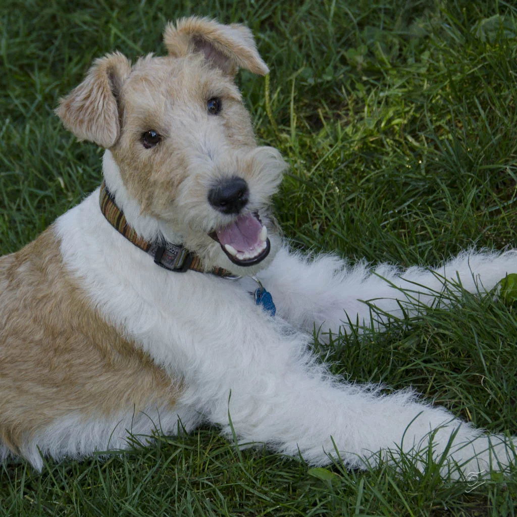 Chauncey