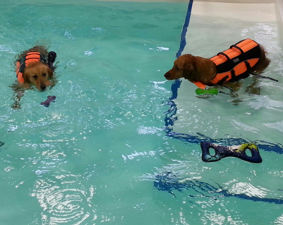 dog water exercise