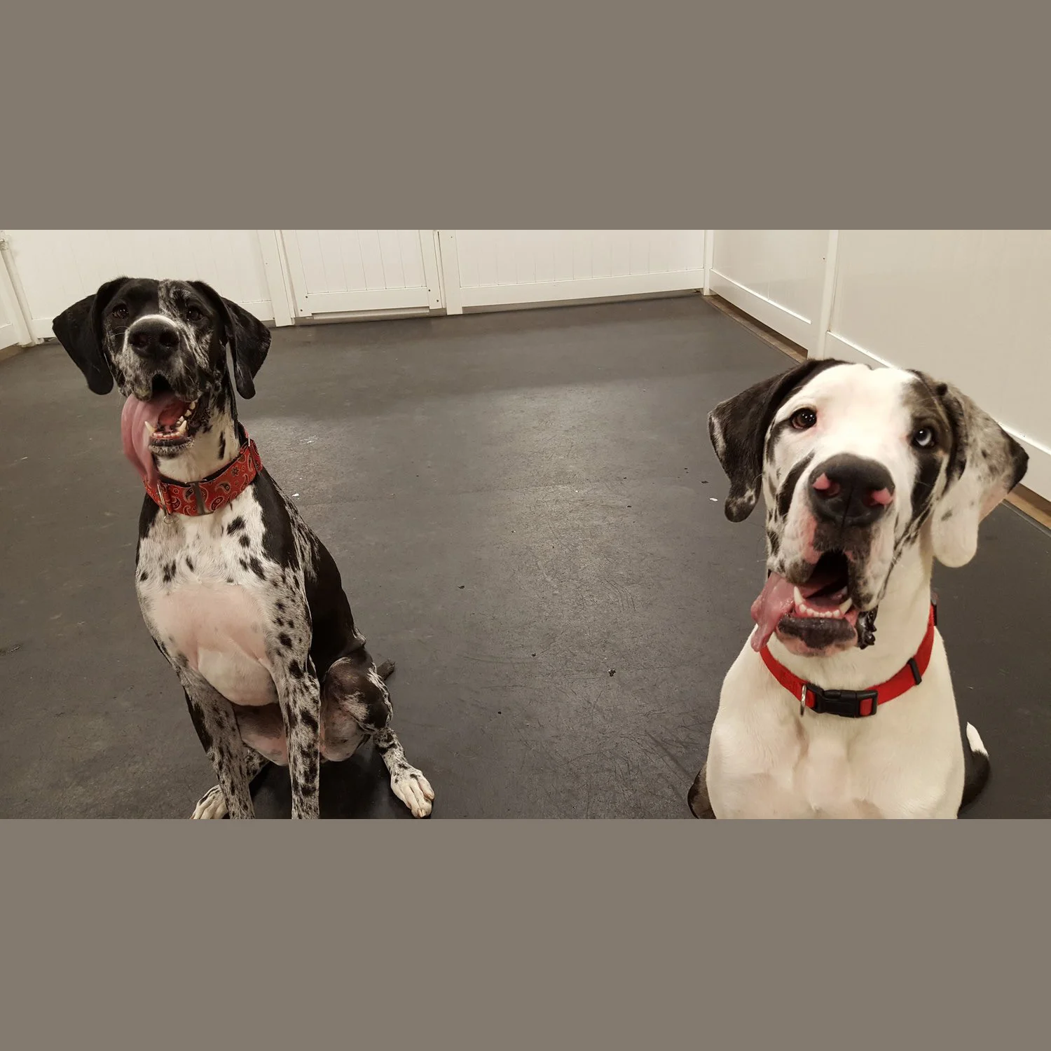 Kya & Olive