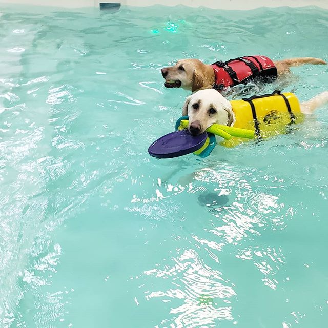Cooper is the fun Police....he needs to let the other dogs share his toys! #mydogswimsatdawgparadise #dawgparadise
