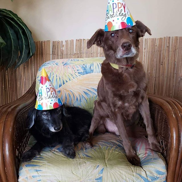 Timmy and Shadow litter mates spending their golden birthday with us....18 yrs old on the 18th!!