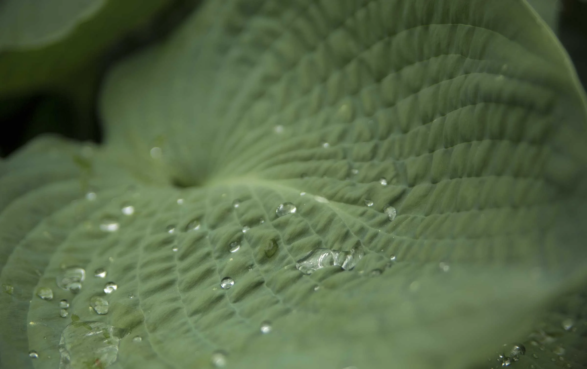 dew.jpg
