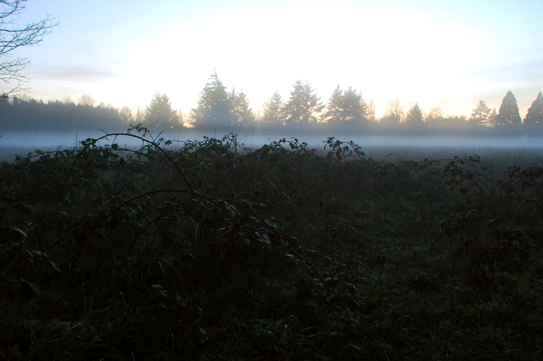 Blackberry Vines in Winter, Steilacoom, Washington