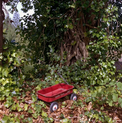 Radio Flyer in Vines