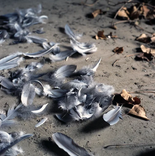 Feathers and Leaves