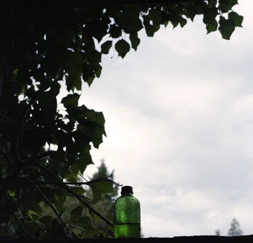 Window Greenery