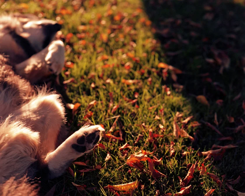 Leaves and Paws