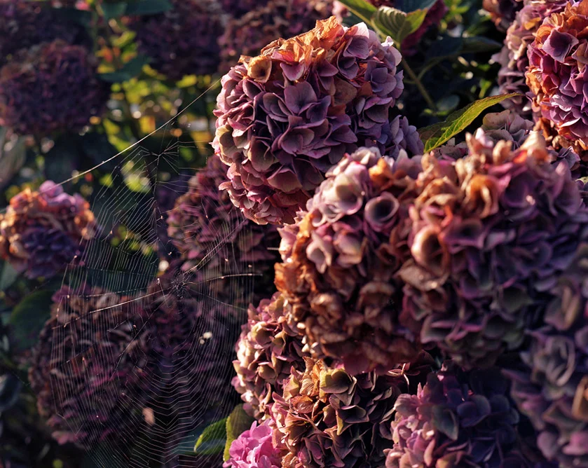 Web in the Hydrangeas