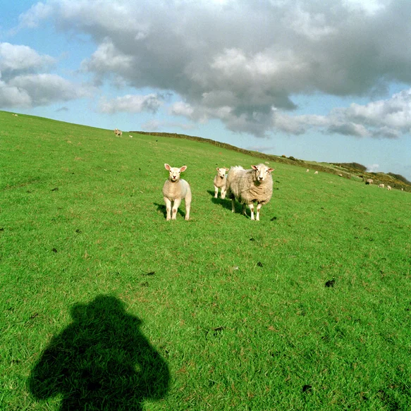 sheep and shadow.jpg
