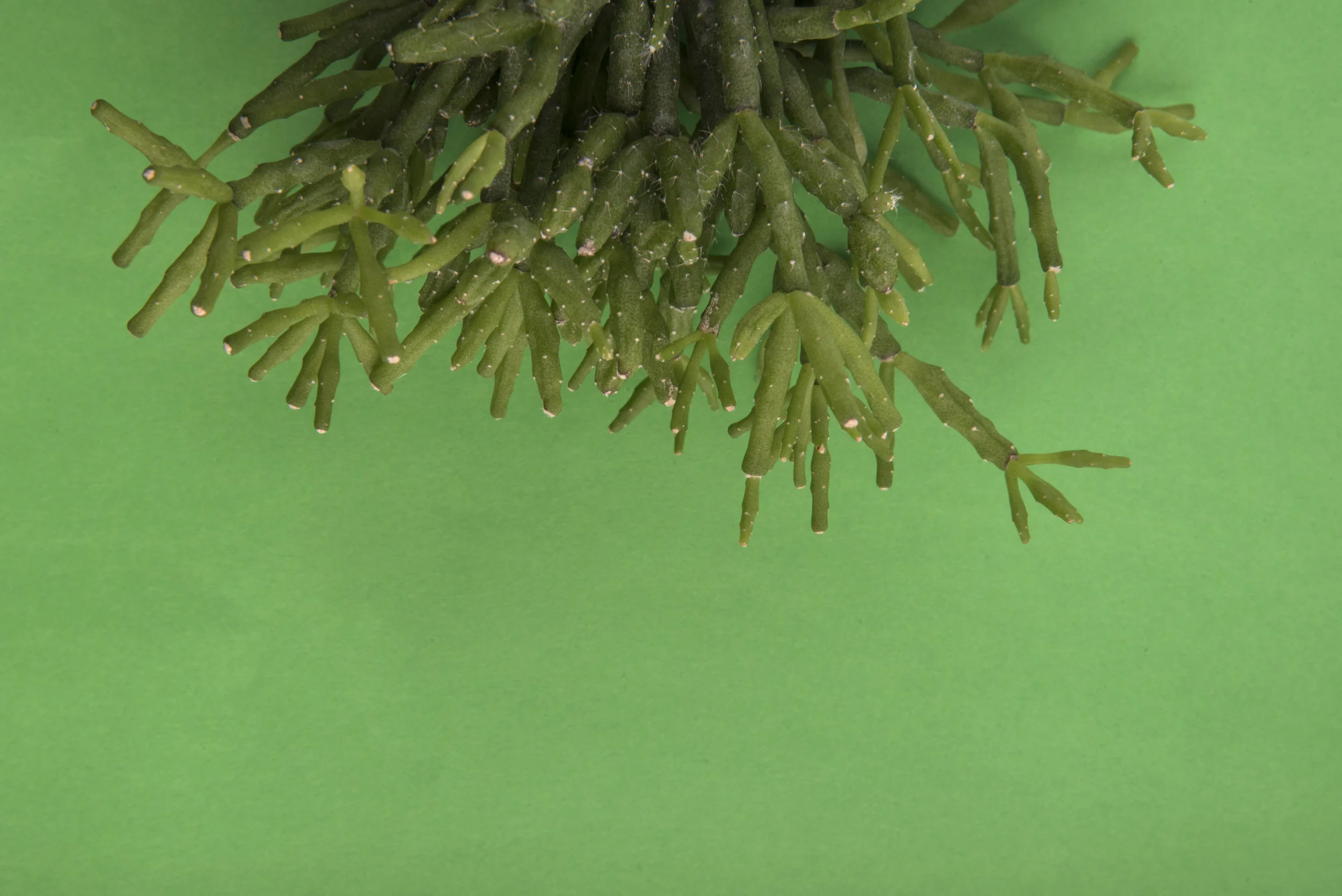 Cactus.jpg