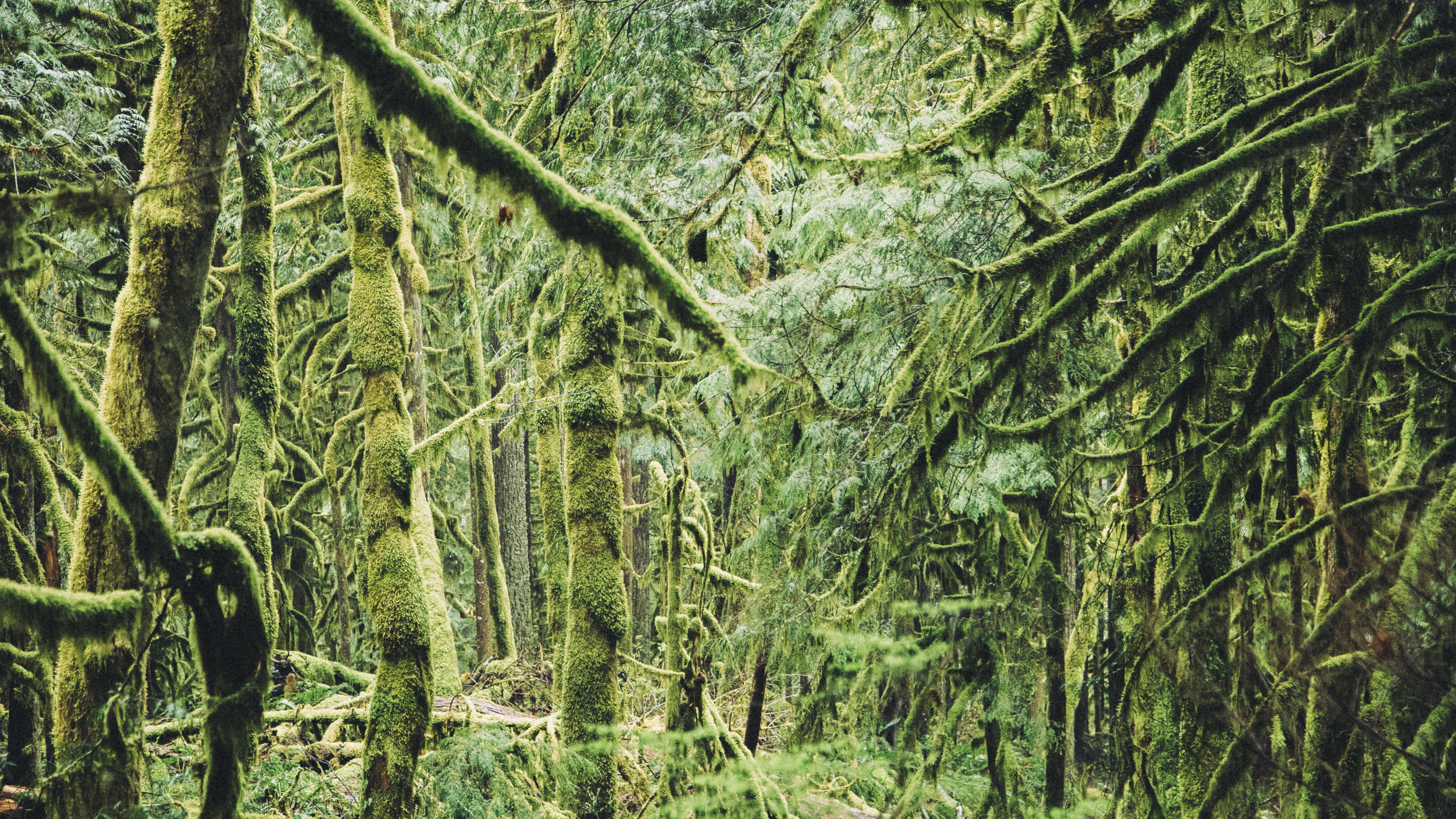 MossyTrees.jpg