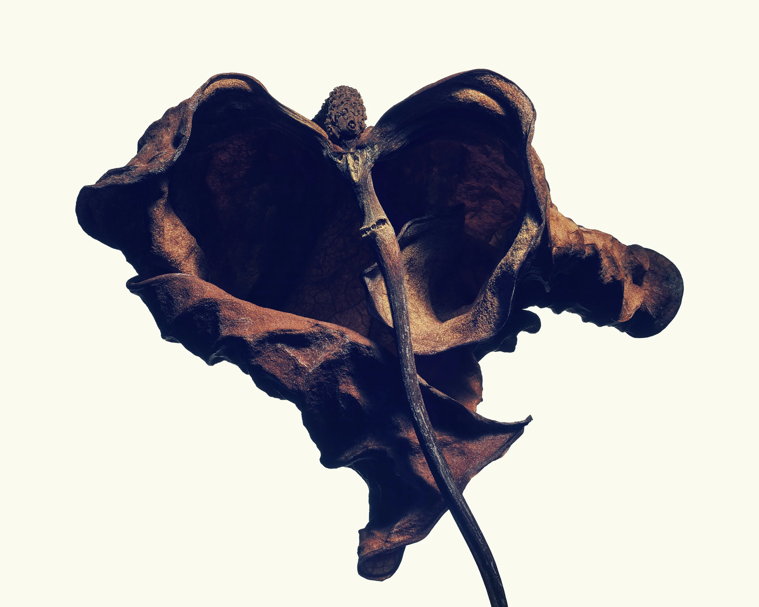 Plate 10: Anthurium Edition: Signed & limited to 10 + AP (SOLD OUT) Size: 1397mm x 1118mm Flower: Anthurium_andreanum