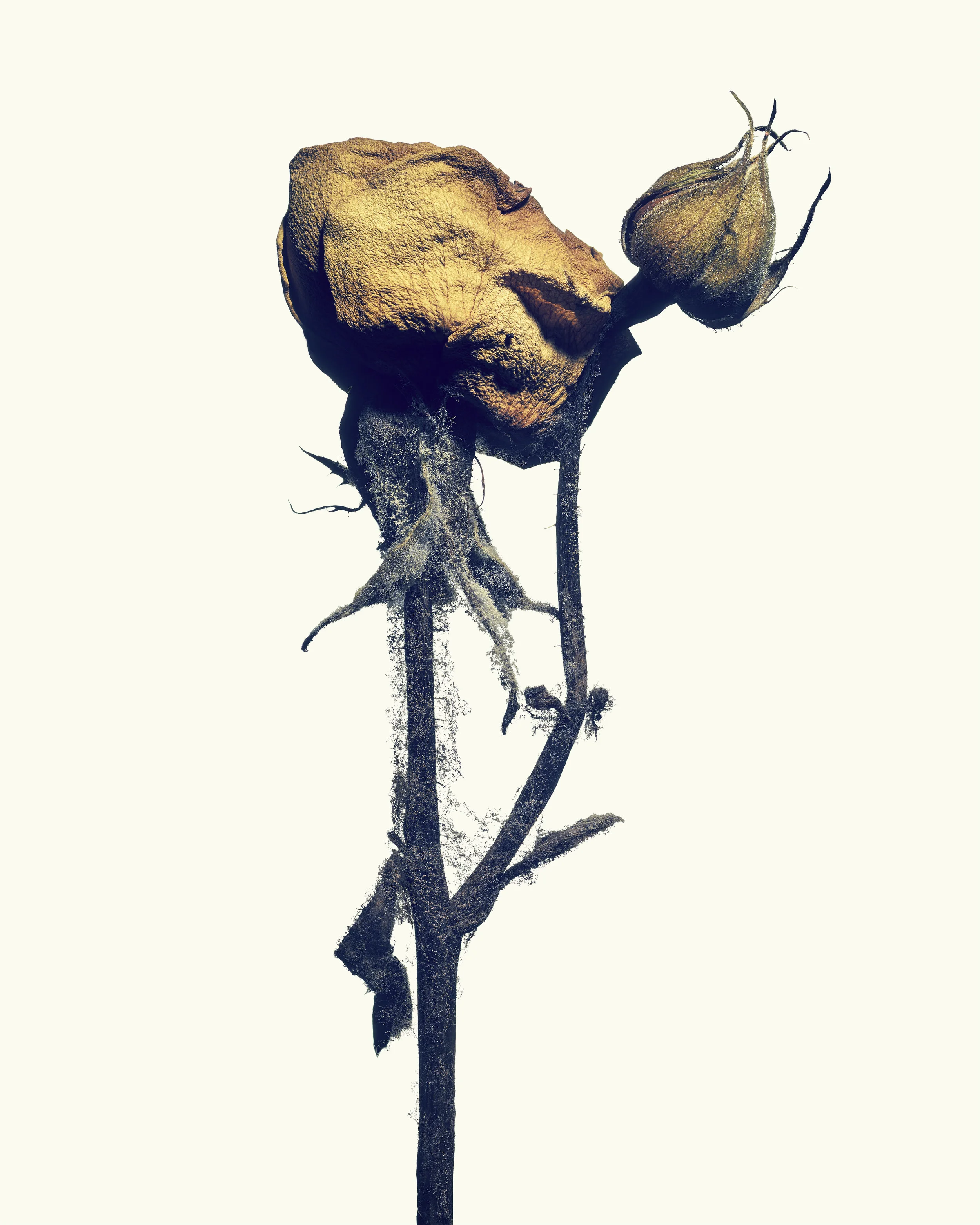 Plate 04: Rose #3 Edition: Signed & limited to 10 + AP Size: 1118mm x 1397mm Flower: Rosa_hybrida