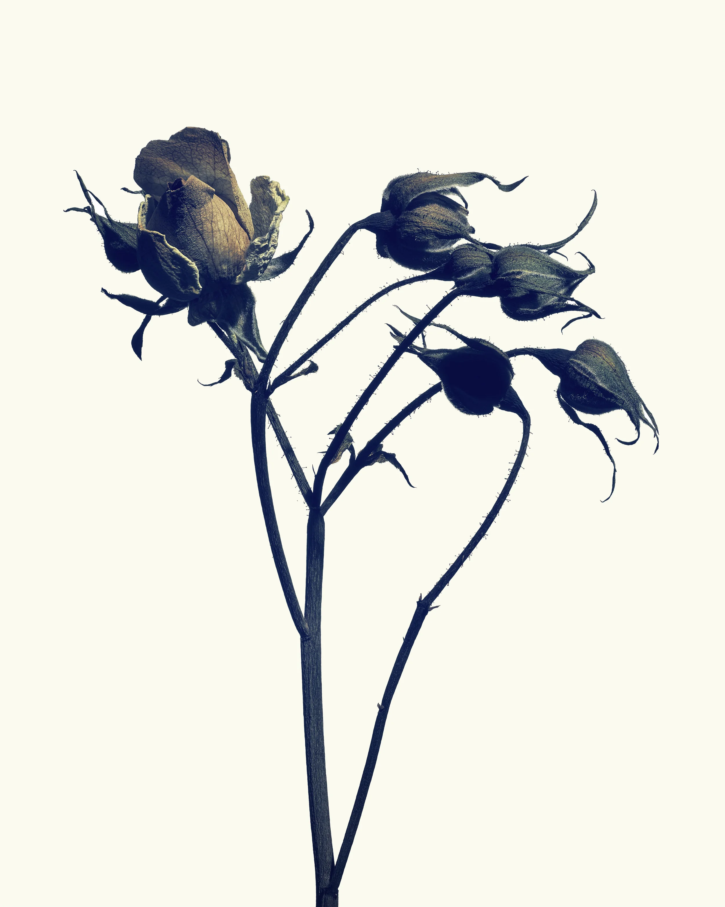 Plate 03: Rose #2 Edition: Signed & limited to 10 + AP Size: 1118mm x 1397mm Flower: Rosa_hybrida