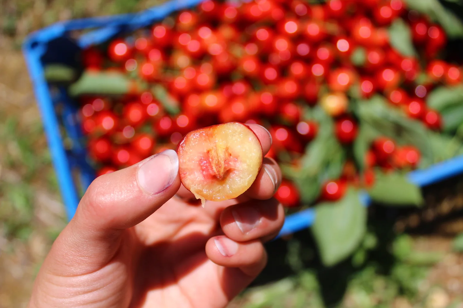 One of my favorite days was picking cherries with my Italian friends in the countryside. At first I picked while standing below the tree, then I climbed the ladder, then I just climbed the tree altogether!