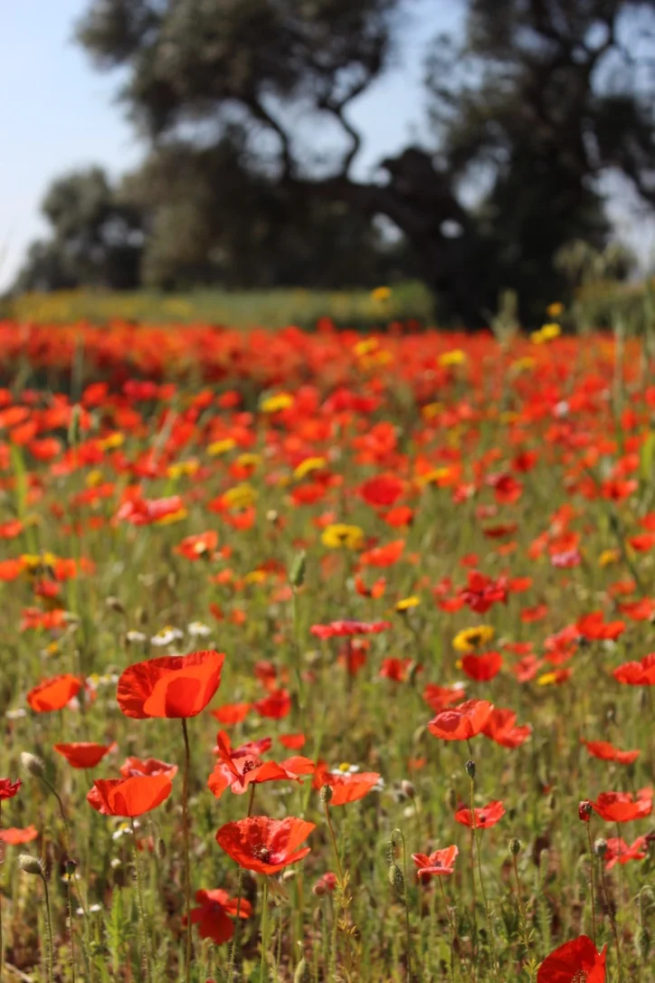 The natural beauty of Puglia never ends.